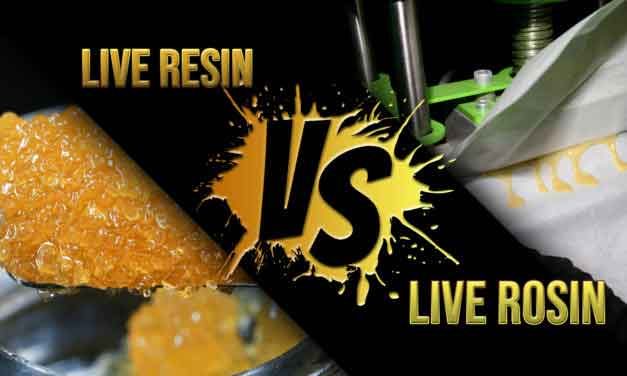 Live Rosin vs. Live Resin: What’s the difference? + How to Make Live Rosin