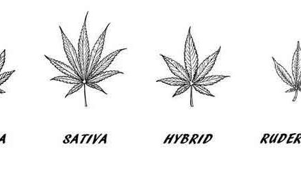 Exploring Indica vs Sativa and Strain Names: Do They Really Matter?