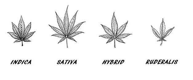 Exploring Indica vs Sativa and Strain Names: Do They Really Matter?