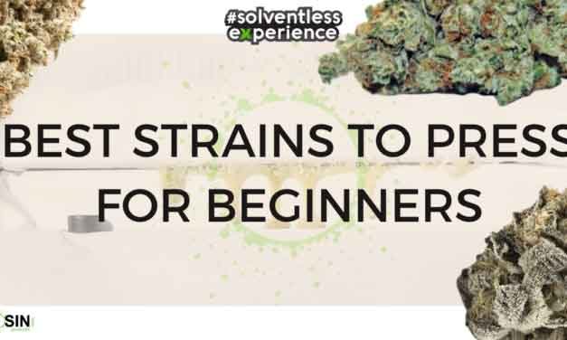 First Time Rosin Presser: 3 Forgiving Strains for Beginners