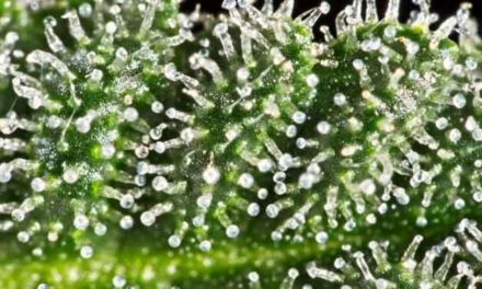 The Definitive Guide to Trichomes for Rosin Makers