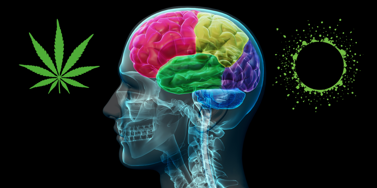 The Endocannabinoid System Explainer