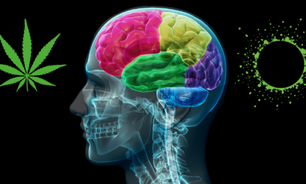 The Endocannabinoid System Explainer