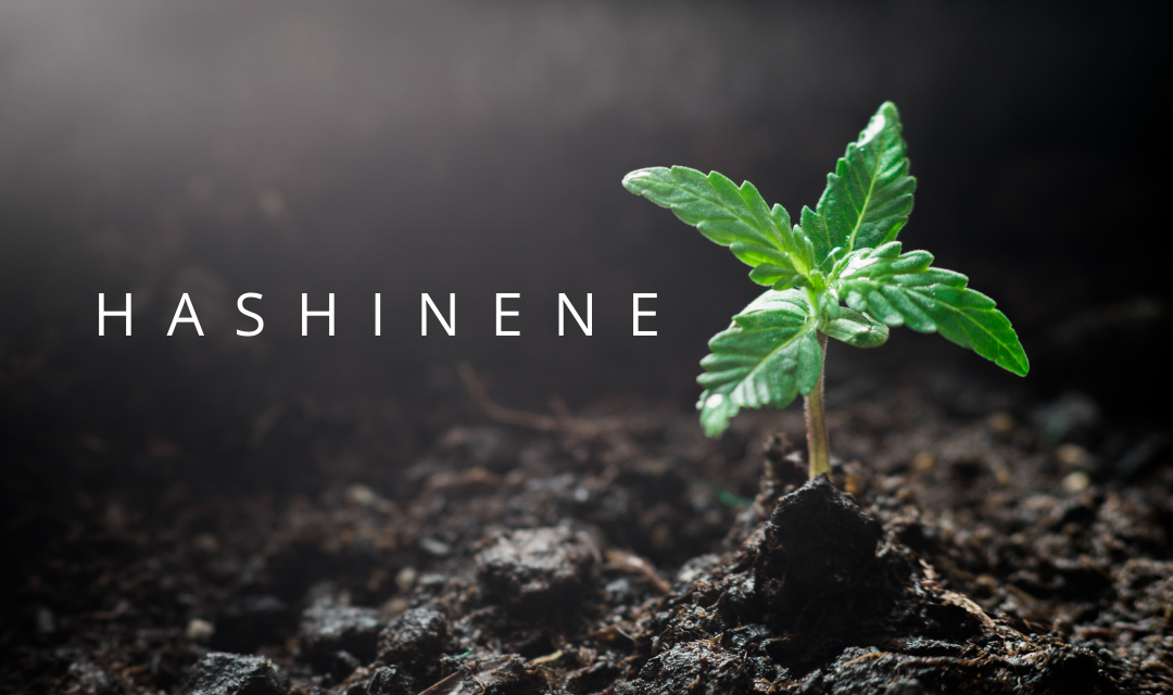 Hashinene: A Terpene Unique to Hash