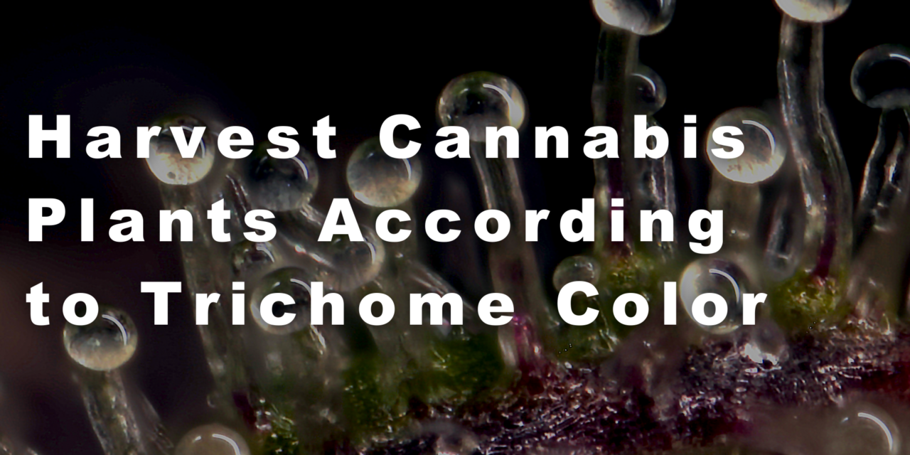 When to Harvest Cannabis Plants According to Trichome Color