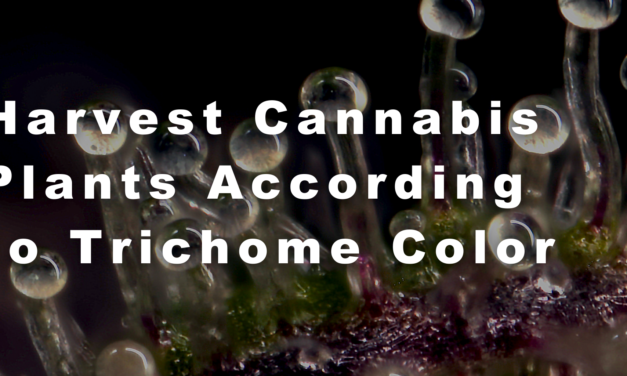 When to Harvest Cannabis Plants According to Trichome Color